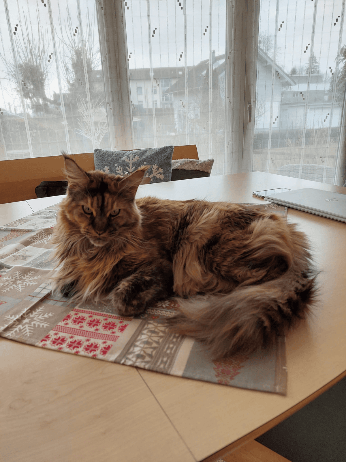 Maine Coon Katze