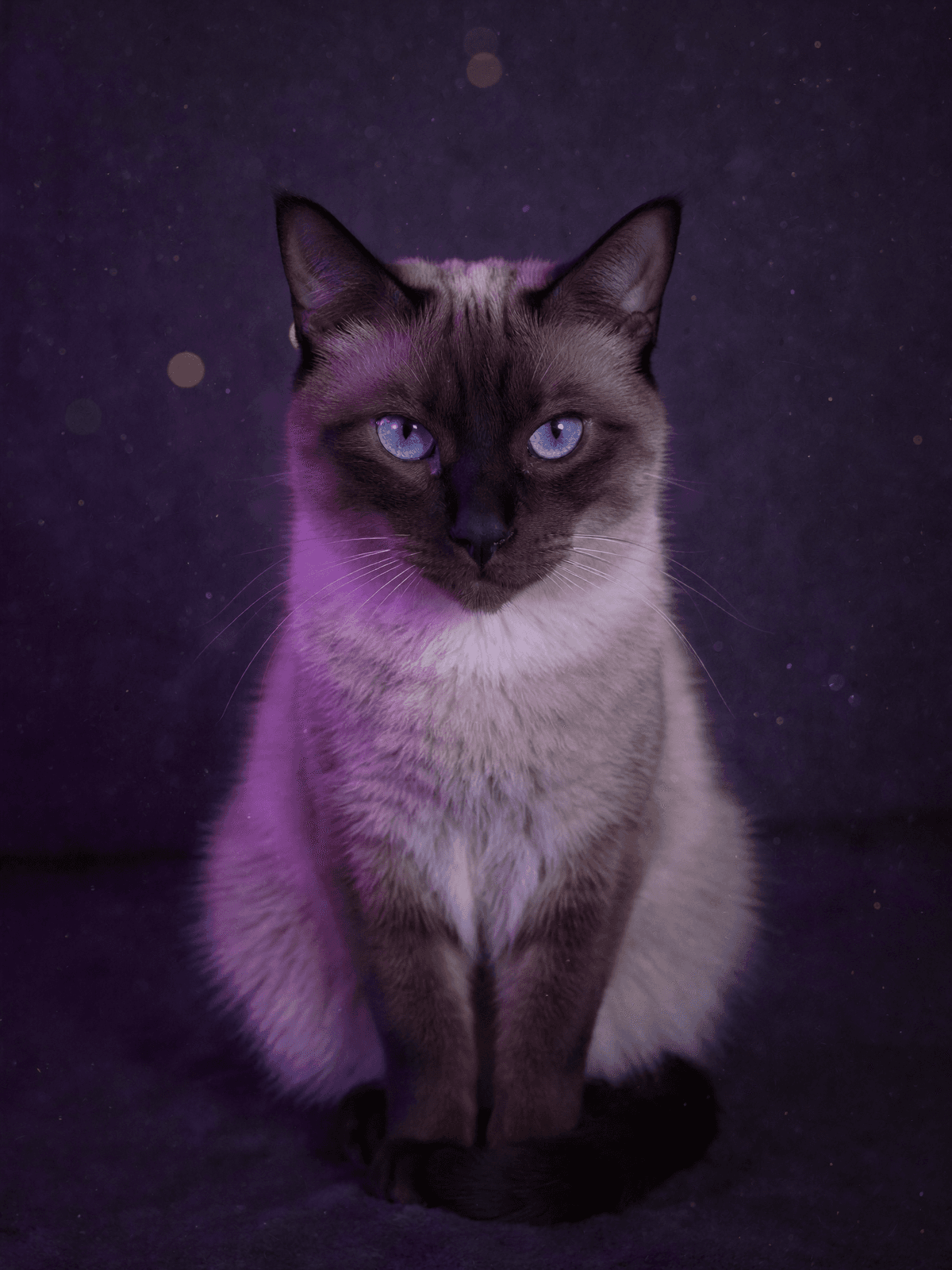 Siamese Cat
