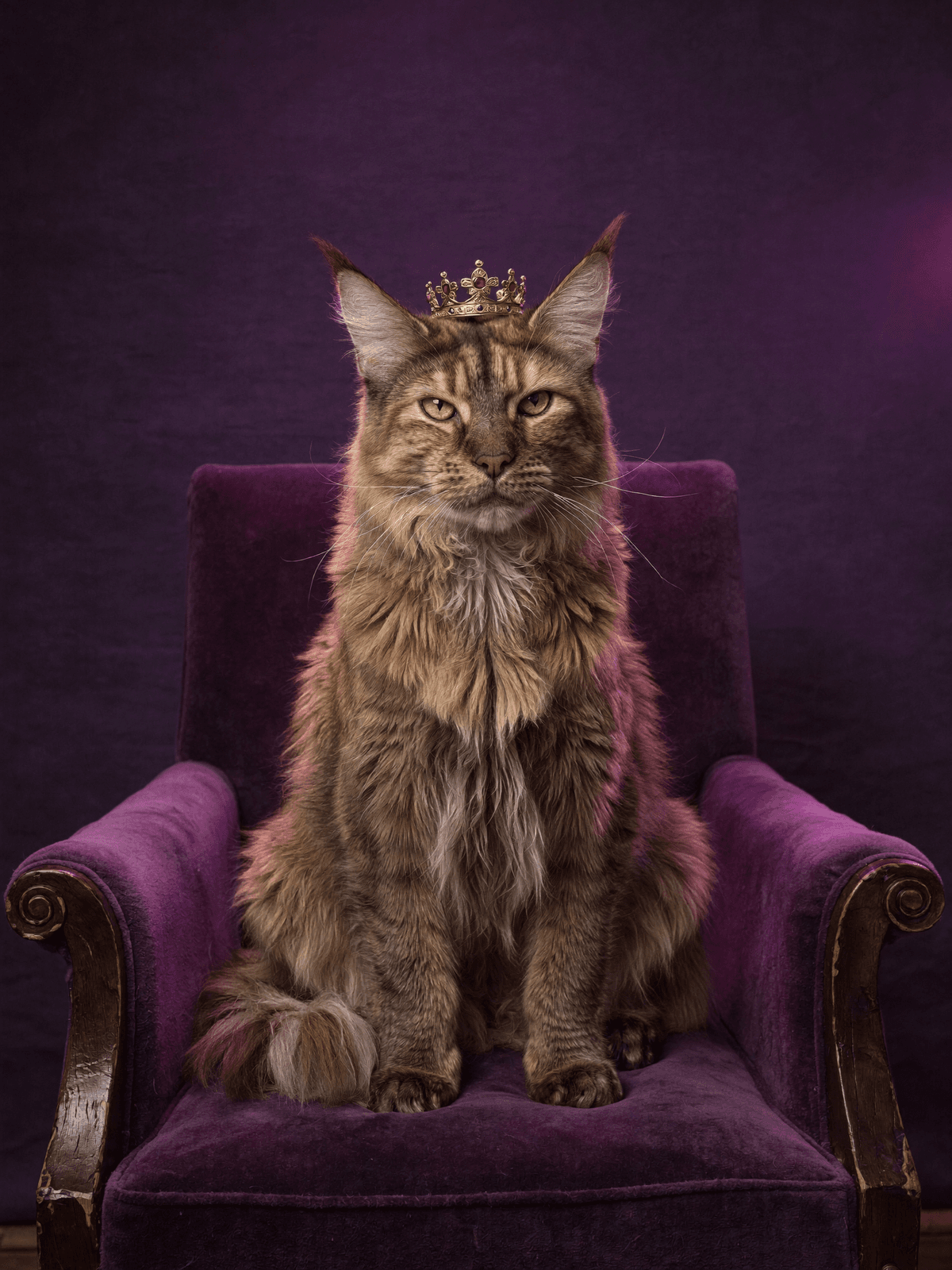 Maine Coon